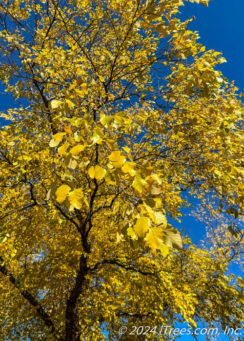 View looking up at yellow-gold leaves.