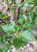 Closeup of newly emerged sharply toothed dark green leaves,