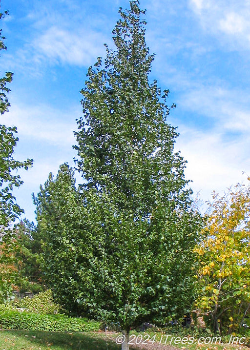 Mature Dakota Pinnacle Birch with upright conical form, dark green leaves and chalky white trunk.