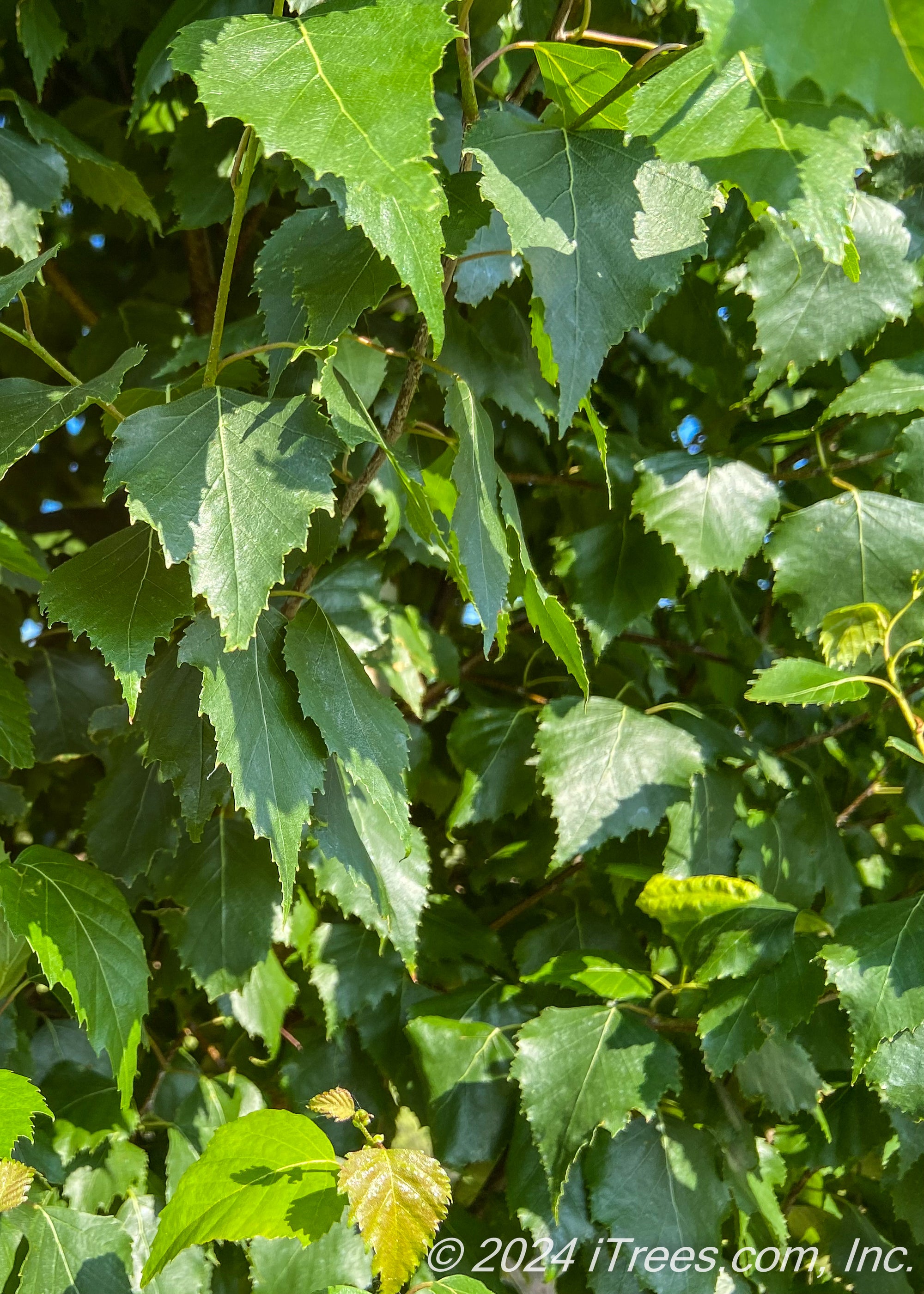 Pinnacle Tree Dakota Pinnacle® Birch