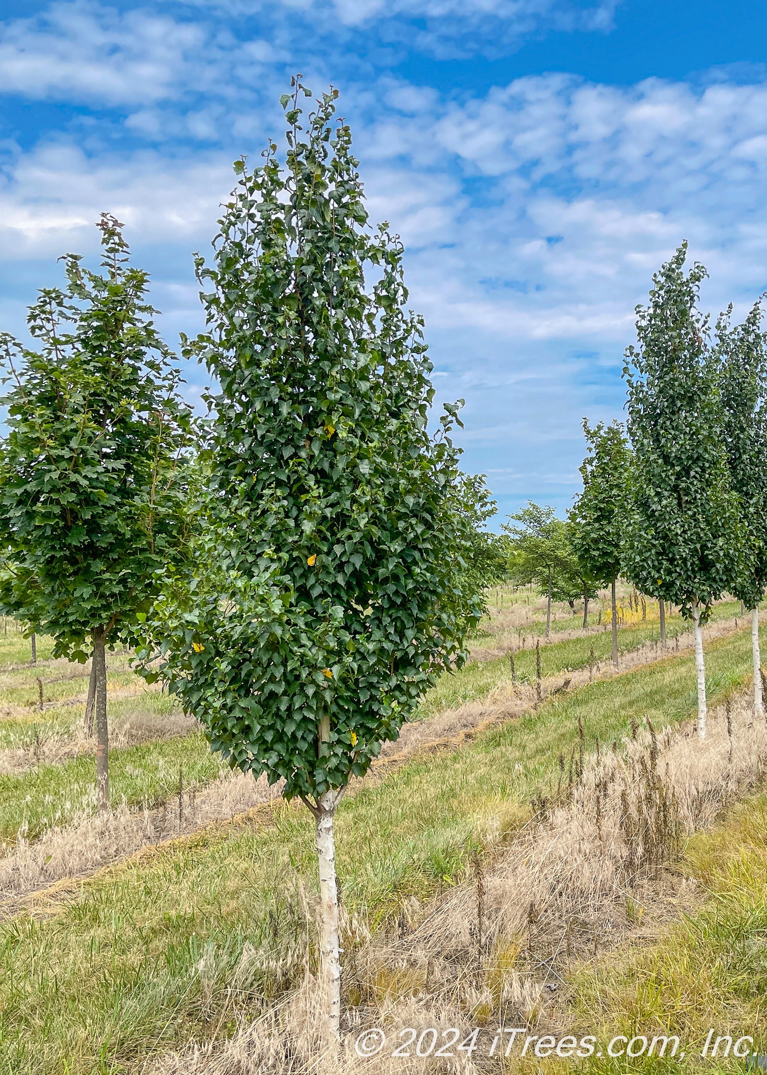 Pinnacle Tree Dakota Pinnacle® Birch