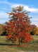 Mature Afterburner Black Tupelo with dark red fall color.