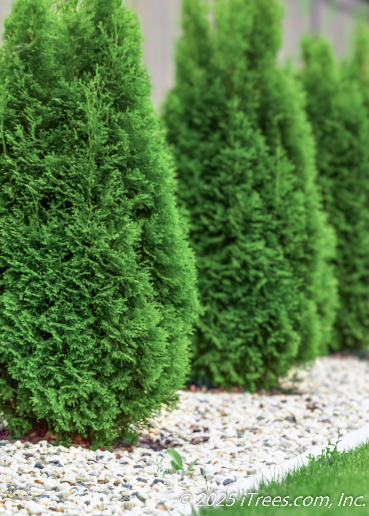 Brabant Arborvitae