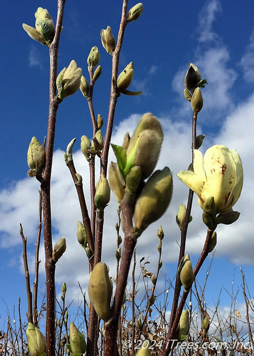 Closeup view of the top of a Butterflies Magnolia in the nursery showing small swelling buds beginning to open at the top of each branch.