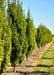 A row of green Pyramidal Hornbeam at the nursery.