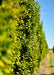 Closeup view of green leaves looking down a row of Pyramidal Hornbeam in the nursery.