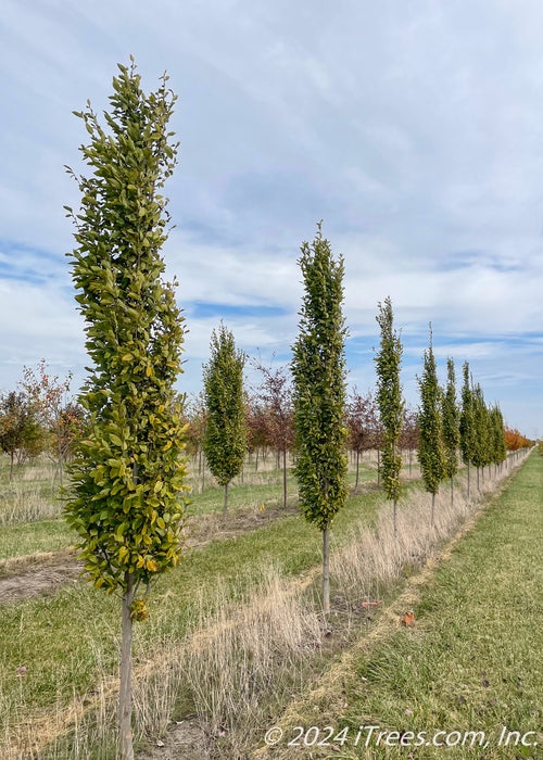 A row of Pyramidal European Hornbeam.