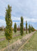 A row of Pyramidal European Hornbeam.