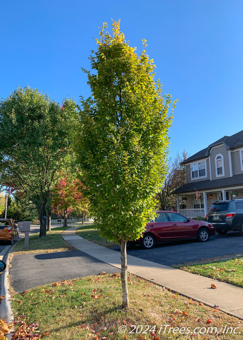 Pyramidal European Hornbeam with upright branching and green leaves, planted on a parkway in a neighborhood.