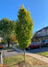 Pyramidal European Hornbeam with upright branching and green leaves, planted on a parkway in a neighborhood.