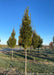 Pyramidal European Hornbeam with green leaves at the nursery.