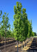 Frans Fontaine Hornbeam in the nursery's yard with upright narrow branching and bright green leaves.