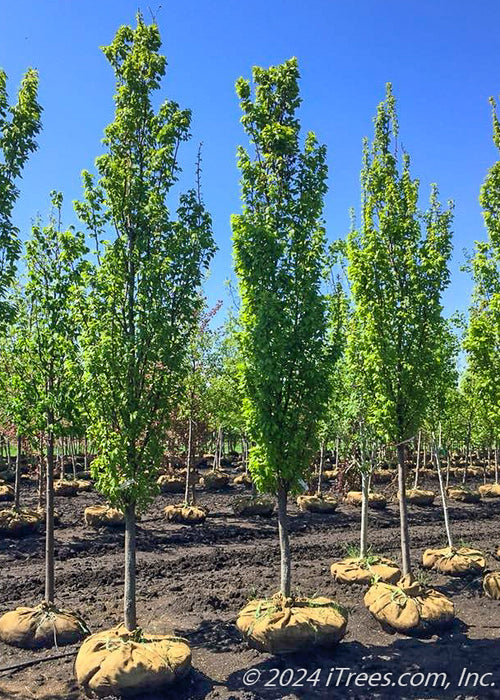 Frans Fontaine Hornbeam in the nursery's yard with upright narrow branching and bright green leaves.