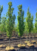 Frans Fontaine Hornbeam in the nursery's yard with upright narrow branching and bright green leaves.