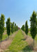 Two rows of Emerald Avenue Hornbeam grow in the nursery with full canopies of green leaves.