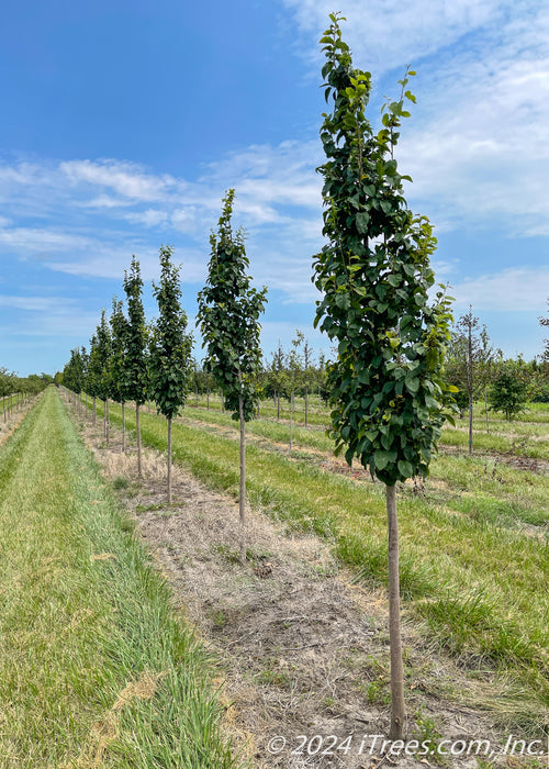 A row of Emerald Avenue Hornbeam growing in the nursery showing narrow upright canopy of green leaves.