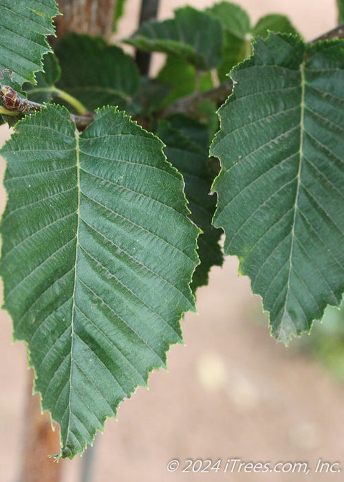 Closeup of green serrated, finely toothed leaves.