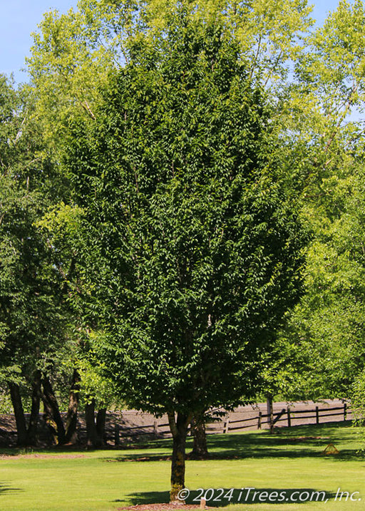 A maturing Emerald Avenue Hornbeam showing narrow upright form and canopy full of dark green leaves.