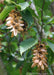 Closeup of hop-like nutlets and green leaves.