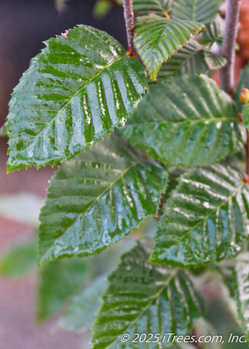 Closeup of Lucas Columnar Hornbeam's dark green, serrated leaves with a fresh coat of rain water glazing off of them.