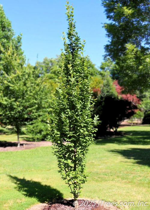 Lucas Columnar Hornbeam grows individually in a backyard as an accent tree showing off its dark green leaves and narrow, upright branch structure.