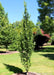 Lucas Columnar Hornbeam grows individually in a backyard as an accent tree showing off its dark green leaves and narrow, upright branch structure.