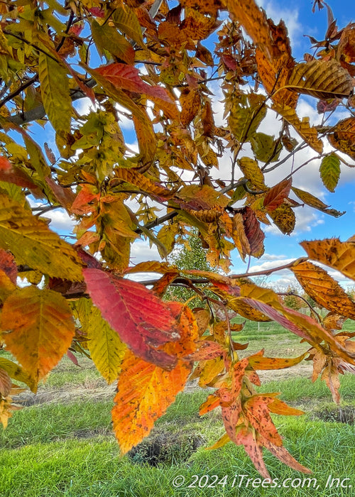 Closeup of changing fall color from green to yellow to red. 