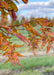 Closeup of changing foliage. 