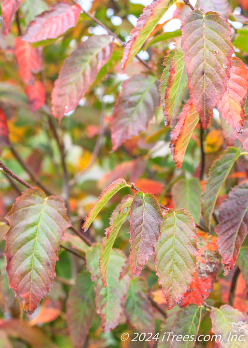 Closeup of American Hornbeam leaves showing finely serrated edges, and green leaf color fading out to red from the center outward.