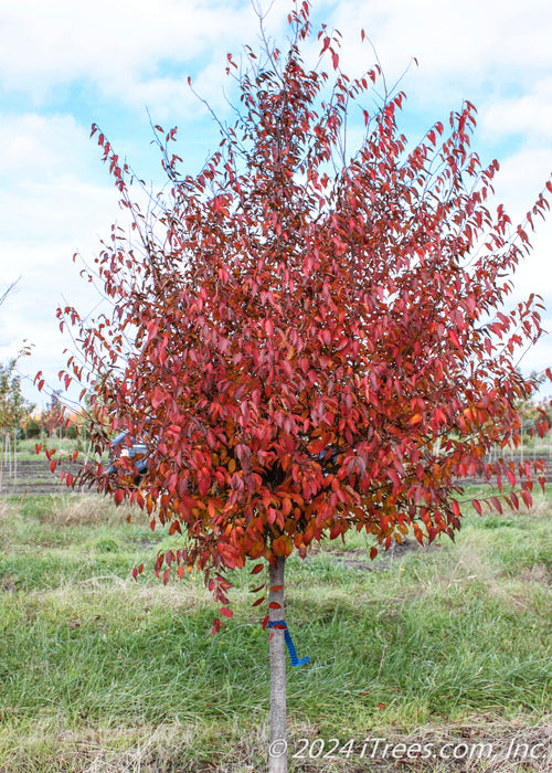 American Hornbeam in the nursery with a full canopy of red leaves.