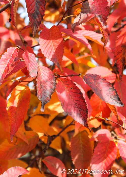 Closeup of deep red fall color.