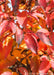 Closeup of deep red fall color.