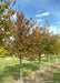 A row of American Hornbeam grows in the nursery and shows changing fall color from green to red.