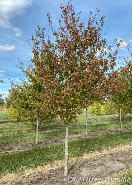 American Hornbeam grows in the nursery and shows changing fall foliage from green to red.