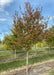 American Hornbeam grows in the nursery and shows changing fall foliage from green to red.