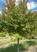 American Hornbeam grows in the nursery with green leaves.
