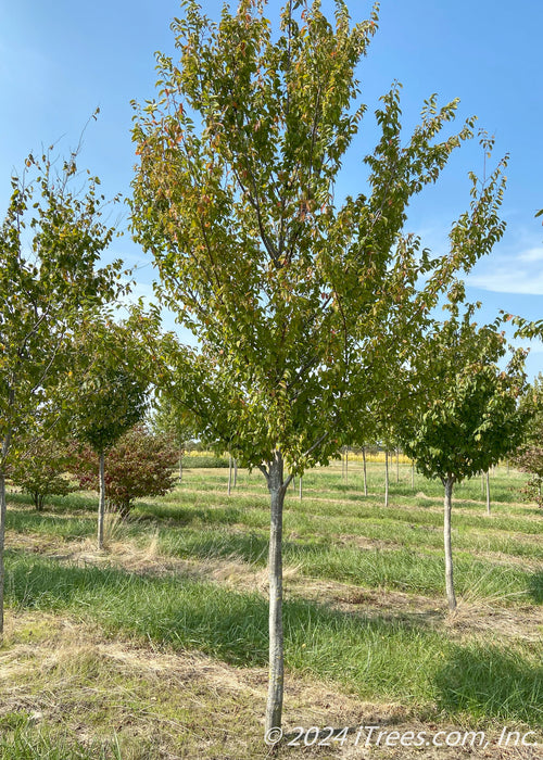 American Hornbeam grows in a nursery row with green leaves. 