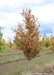 American Hornbeam grows in a nursery row and shows changing fall foliage from green to red.