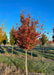 American Hornbeam grows in a nursery row with flaming red fall foliage.