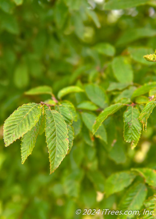 Closeup of finely serrated green leaves. 