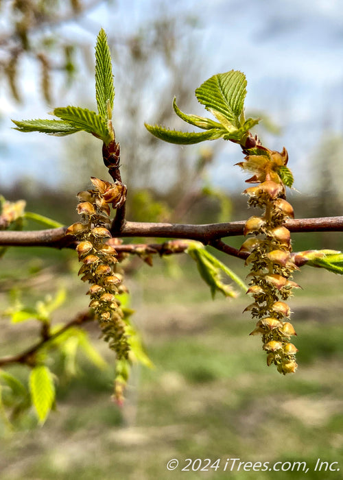 Closeup of long hanging flowers called catkins with green leaves emerging.