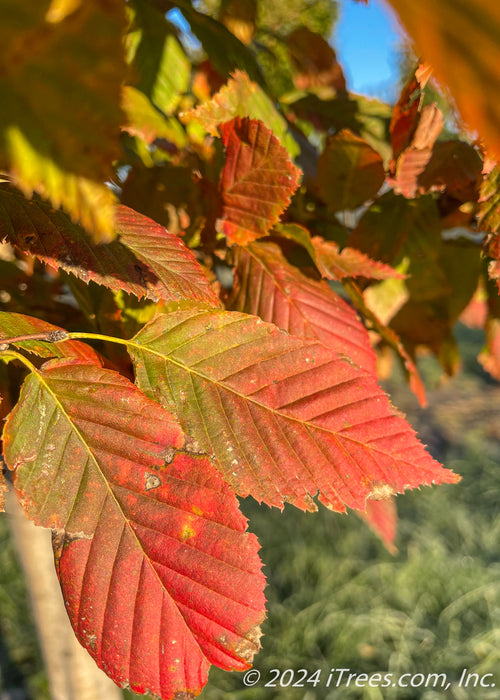 Closeup of changing fall leaves going from green, to yellow to a bright red.