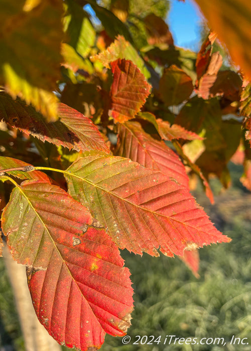 Closeup of changing fall leaves going from green, to yellow to a bright red.