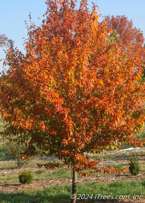 A Fire King Hornbeam in the landscape with bright red-orange fall color.