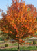 A Fire King Hornbeam in the landscape with bright red-orange fall color.