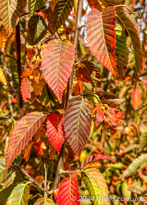Closeup of finely serrated leaves with an array of fall colors ranging from green, yellow, red to dark purple.