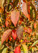 Closeup of finely serrated leaves with an array of fall colors ranging from green, yellow, red to dark purple.
