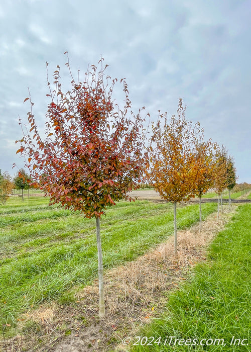 A row of Fire King Hornbeam in the nursery with a range of fall colors from yellow, red, to deep wine.