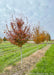 A row of Fire King Hornbeam in the nursery with a range of fall colors from yellow, red, to deep wine.