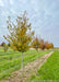 A row of Fire King Hornbeam in the nursery in fall.